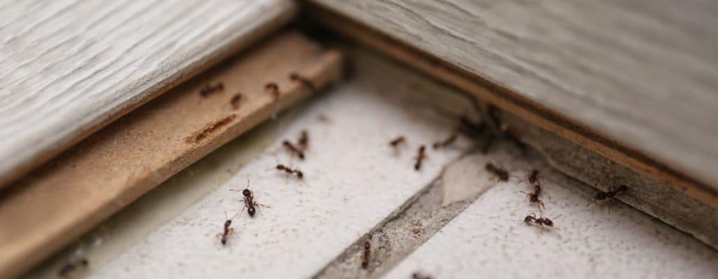 Ants at home