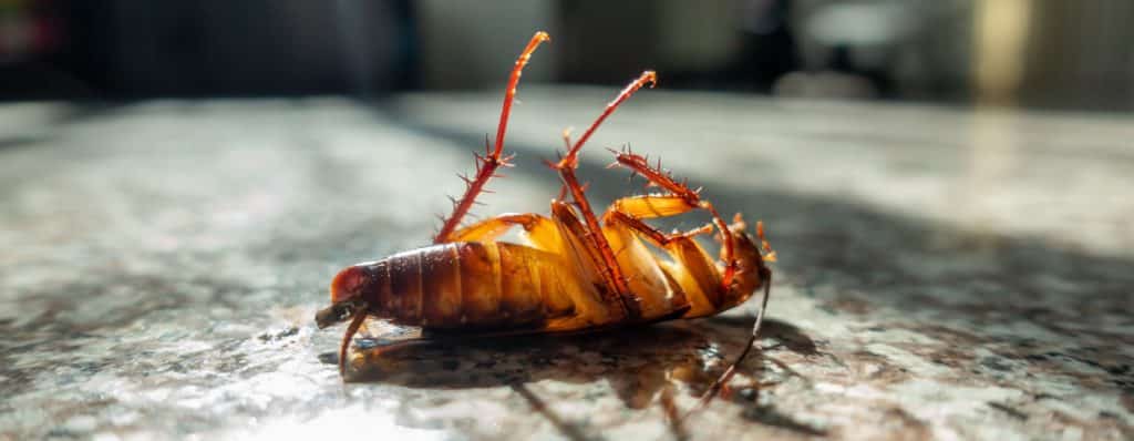 get rid of roaches in your kitchen