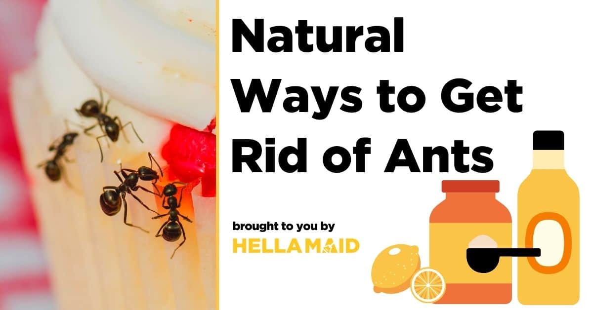 How to get rid of ants naturally