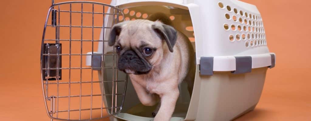 Get rid of pet odor on travel crate
