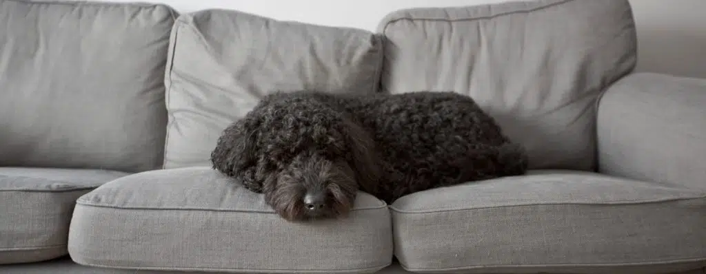 Get rid of pet odor on your couch