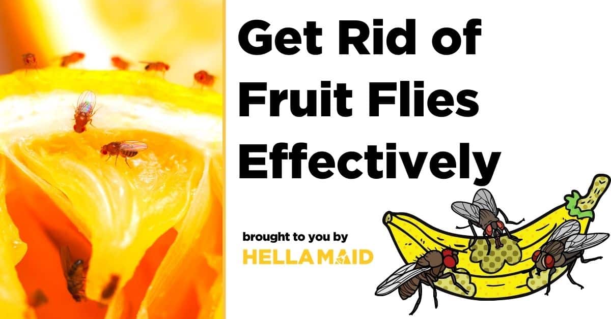 get rid of fruit flies effectively