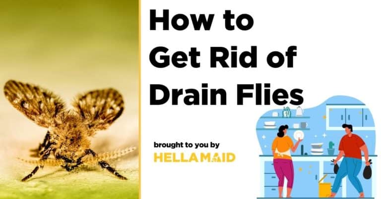 how to get rid of drain fly larvae
