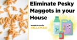Eliminate maggots in your house