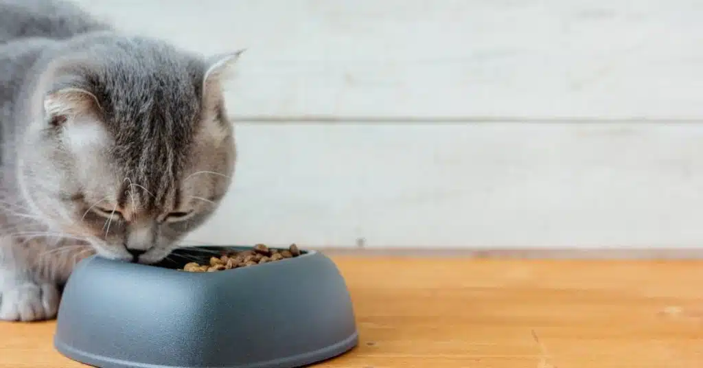 clean the pet food bowls