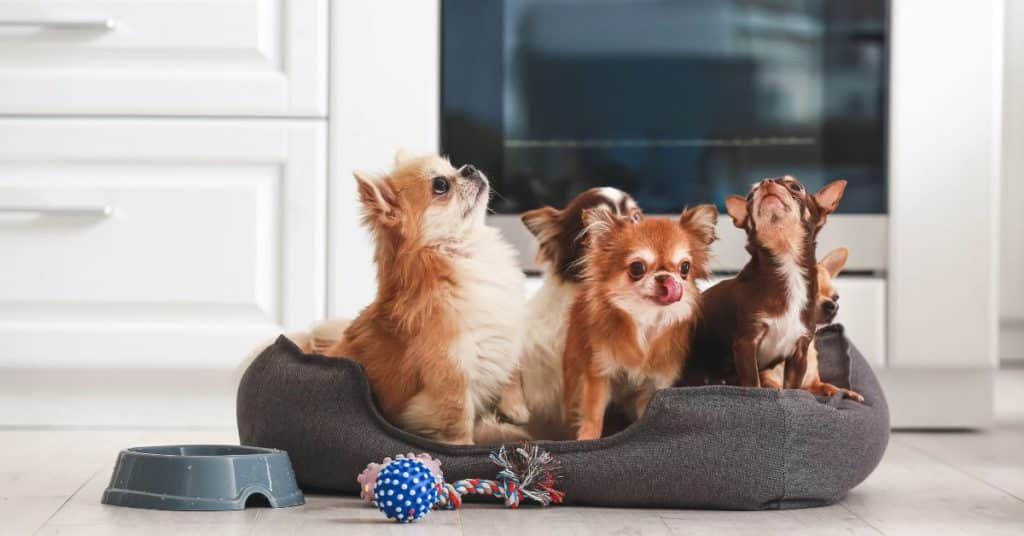 Create a comfortable living space for your pets