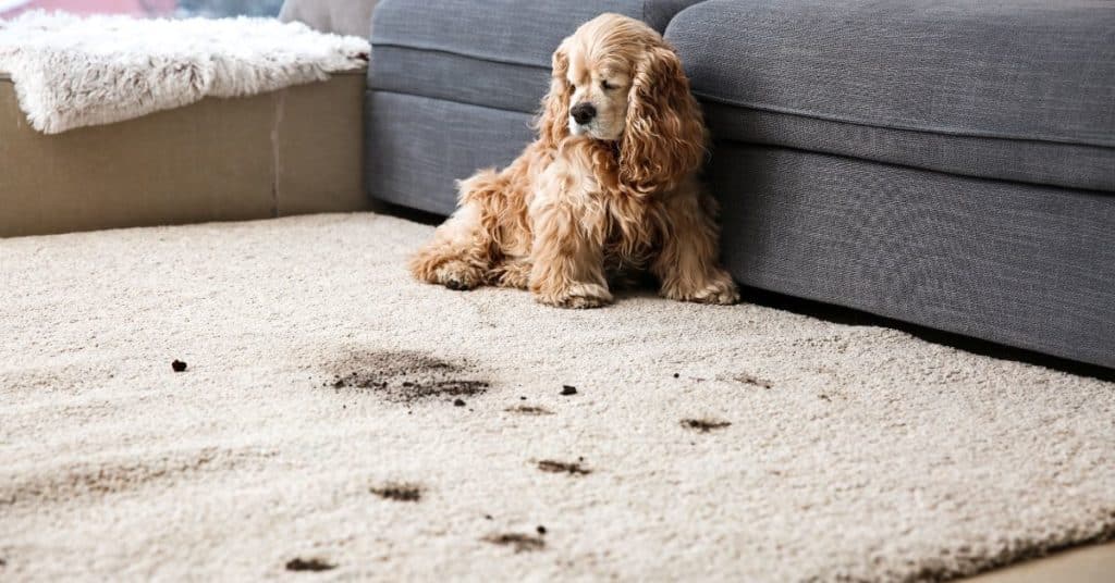 Causes of carpet odor