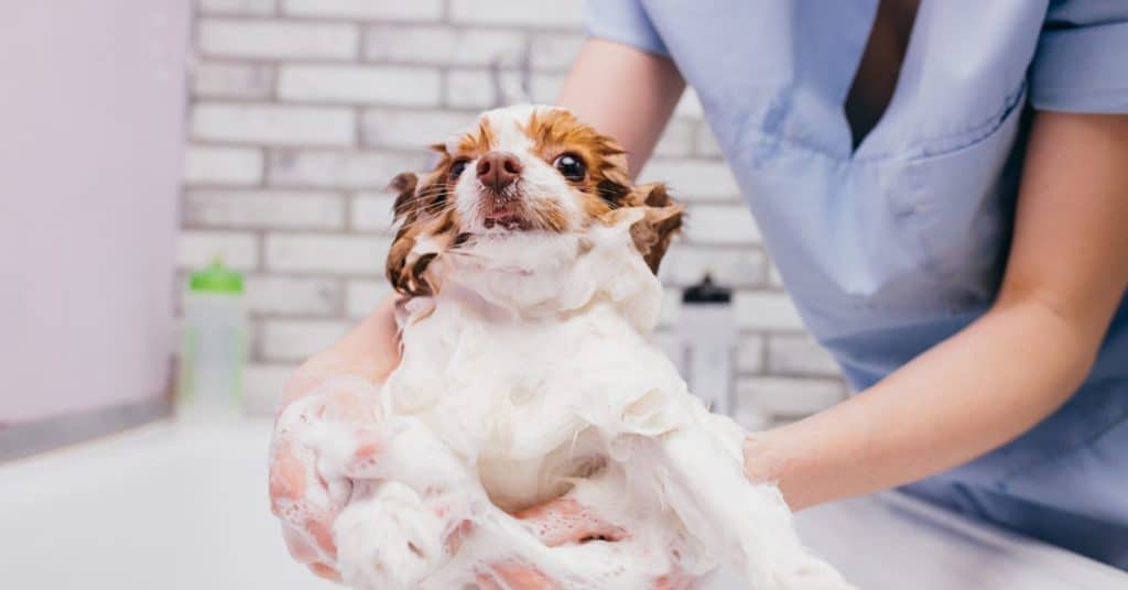 Keep your pet groomed