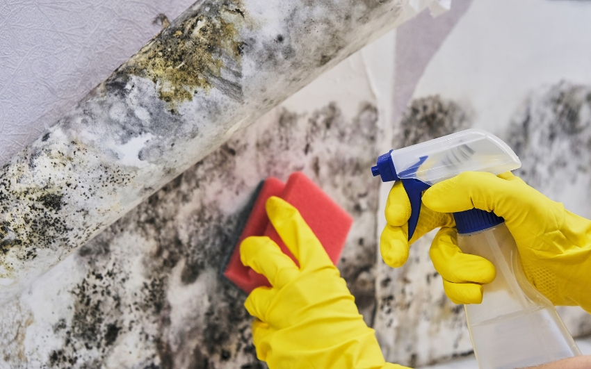 cleaning mold off basement walls