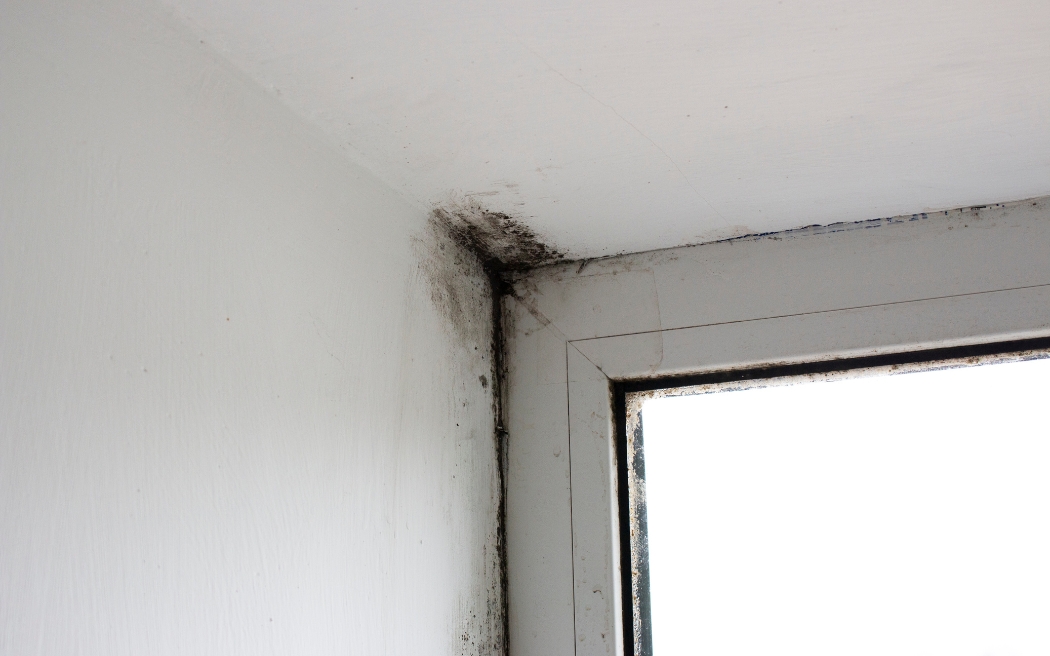 How to Clean Mold off Bathroom Ceiling