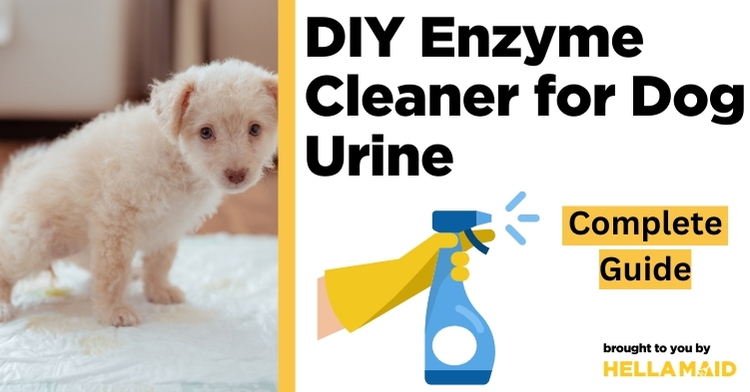 diy enzyme cleaner for dog urine