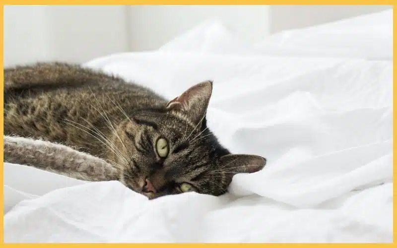 A cat lying on a white duvet.
