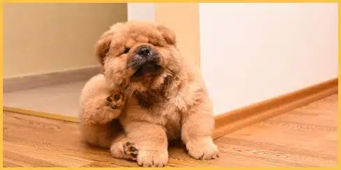 A dog scratching itself due to fleas inside a home.