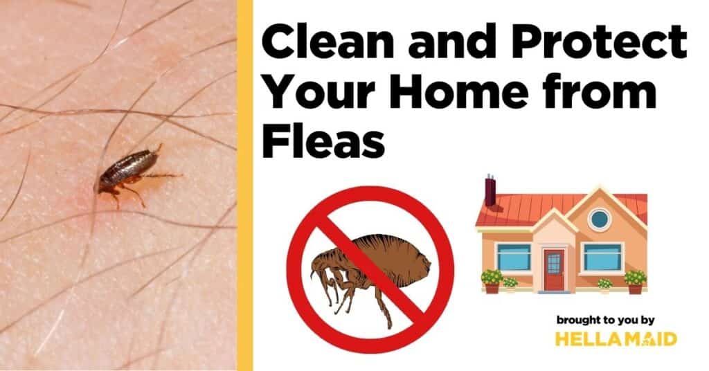 An image of a flea, an illustration of a house with a no-flea symbol, and text related to how to clean a house infested with fleas.