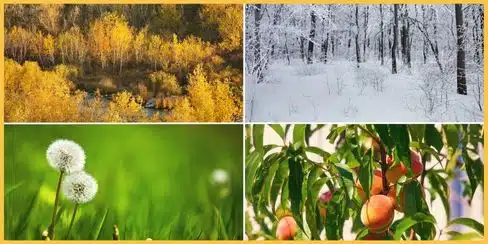 Trees representing the four seasons: spring, summer, fall, and winter.