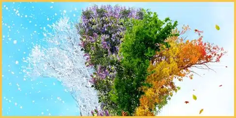 A tree showing Ottawa’s four seasons: winter, spring, summer, and fall.