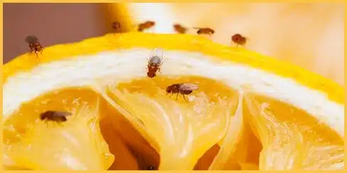 Fruit flies on an orange.